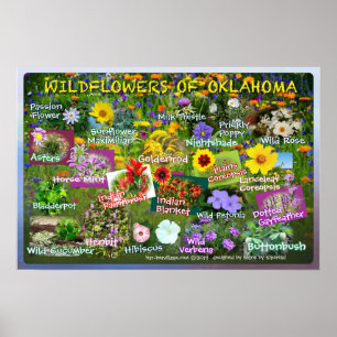 Wilde bloemen van Poster 19v2 Oklahoma