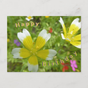 Wilde Bloemen: Witte Gele Gelukkige Verjaardag Ans Briefkaart