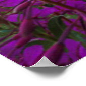 Wilde bloempitten | Gekreste Butte, Colorado Poster (Hoek)