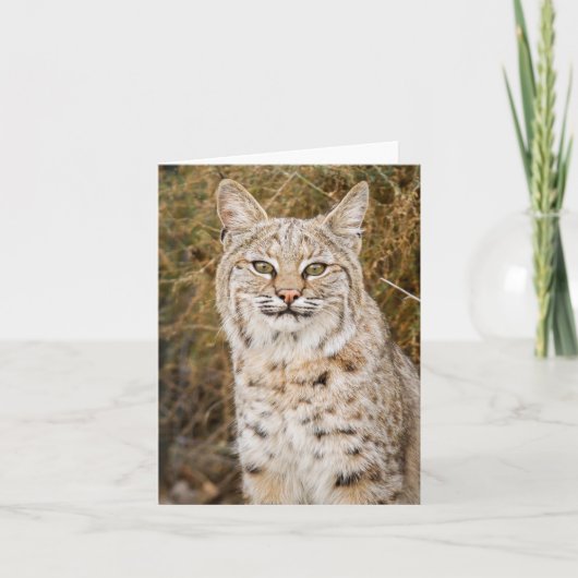 Wilde Bobcat Kaart (Voorkant)