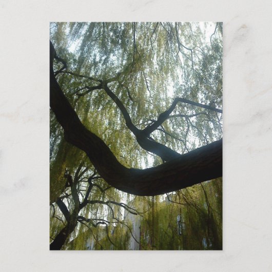 Wilde boom briefkaart (Voorkant)