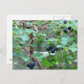 Wilde bosbessen briefkaart (Voorkant / Achterkant)