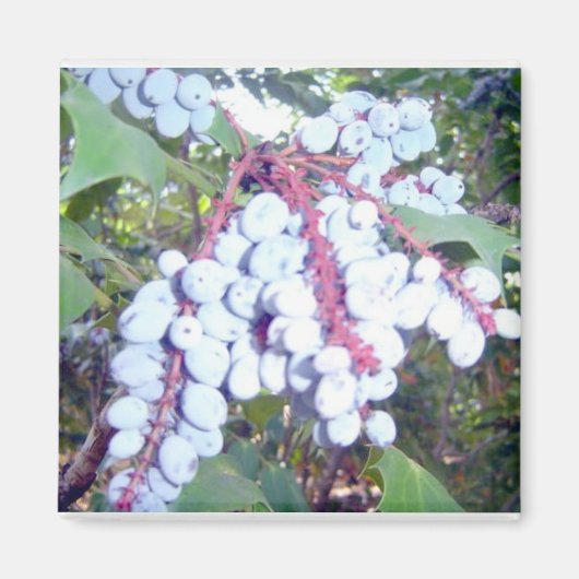 Wilde bosbessen magneet (Voorkant)