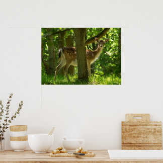 Wilde braaklaag in bossen tussen bomen poster