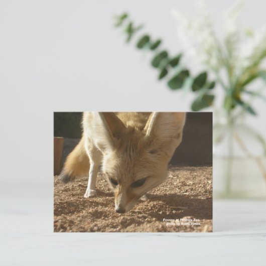 Wilde Briefkaart - Fennec (Staand voorkant)