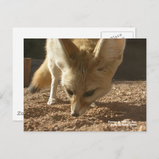 Wilde Briefkaart - Fennec (Voorkant / Achterkant)
