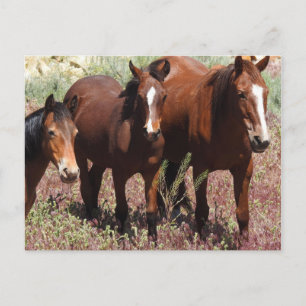 Wilde briefkaarten, wilde paarden, Nevada Briefkaa Briefkaart