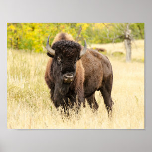 Wilde Buffalo in een veld Poster