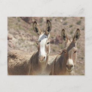Wilde burros, ezels, wilde dieren, briefkaart