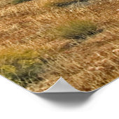 Wilde Burros of Red Rock Canyon Poster (Hoek)