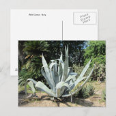 Wilde Cactus Briefkaart (Voorkant / Achterkant)