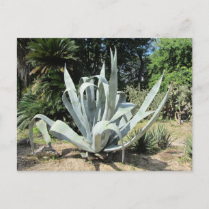 Wilde Cactus Briefkaart