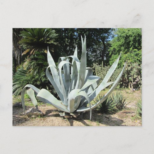 Wilde Cactus Briefkaart (Voorkant)