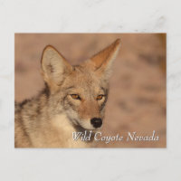 Wilde Coyote in de Nevada-woestijn