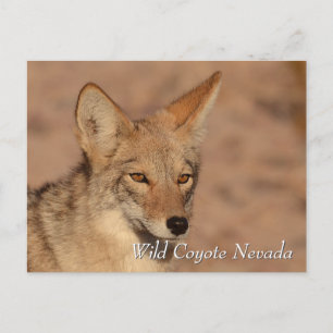 Wilde Coyote in de Nevada-woestijn Briefkaart