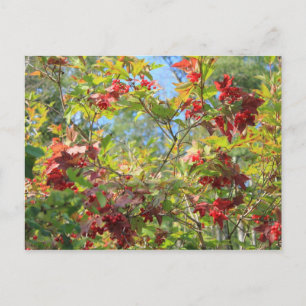 Wilde Cranberry natuurlijke baard Briefkaart