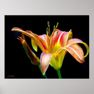 Wilde Daglelie Op Een Donkere Morgen Wandeling Poster
