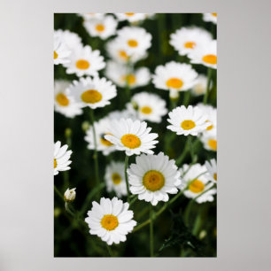 Wilde daisy bloemen sluiten dicht poster