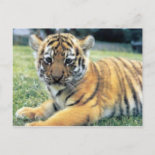Wilde dieren briefkaart