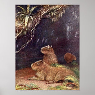  wilde dieren, Capybara door Louis Sargent Poster