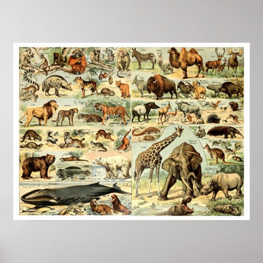 wilde dieren door Adolphe Millot Poster (Voorkant)