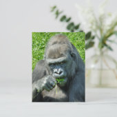 WILDE DIEREN - GORILLAS BRIEFKAART (Staand voorkant)