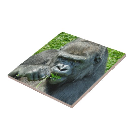 WILDE DIEREN - GORILLAS TEGELTJE (Zijkant)