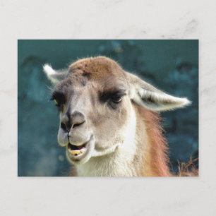 WILDE DIEREN - GUANACO BRIEFKAART
