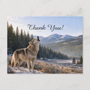 Wilde Dieren Huilende Grijze Wolf Scène Dank U Briefkaart