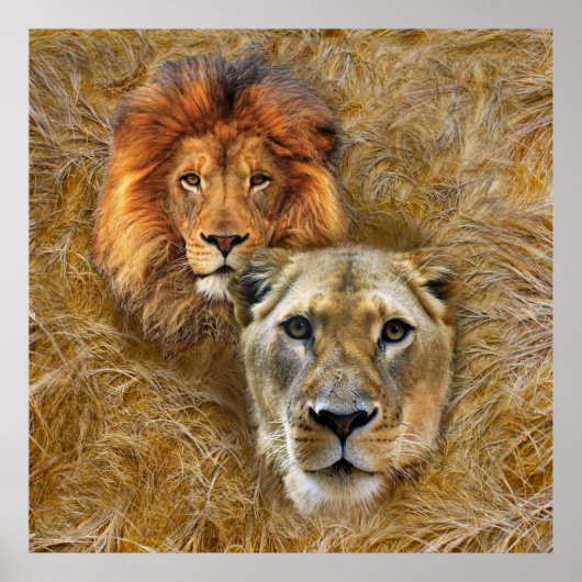 Wilde dieren - Lonen en Leeuwen Poster (Voorkant)