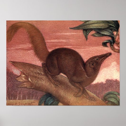 wilde dieren, Treeshrew van Louis Sargent Poster (Voorkant)