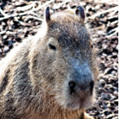 WILDE DIERLIJKE CAPYBARA