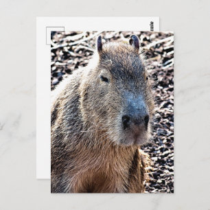 WILDE DIERLIJKE CAPYBARA BRIEFKAART