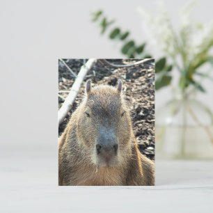WILDE DIERLIJKE CAPYBARA BRIEFKAART
