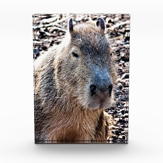 WILDE DIERLIJKE CAPYBARA FOTOBLOKKEN (Voorkant)