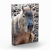 WILDE DIERLIJKE CAPYBARA FOTOBLOKKEN (Links)