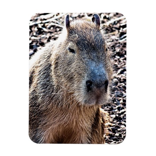WILDE DIERLIJKE CAPYBARA MAGNEET (Verticaal)