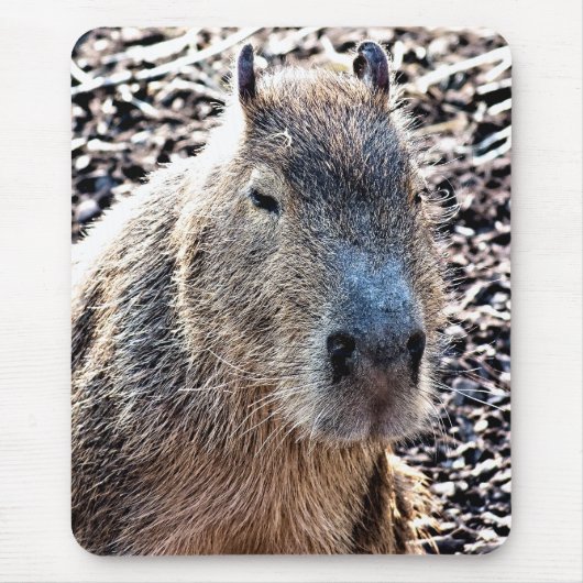 WILDE DIERLIJKE CAPYBARA MUISMAT (Voorkant)