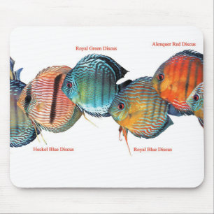 Wilde Discusvisの ス パ ッ ド Muismat