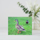 wilde eend briefkaart (Staand voorkant)