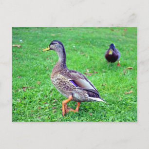 wilde eend briefkaart