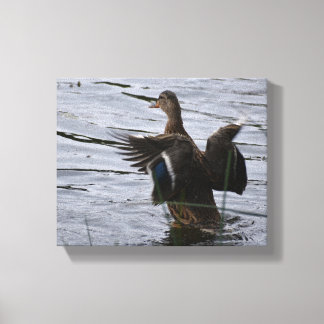 Wilde eend die met haar vleugels slaat canvas afdruk