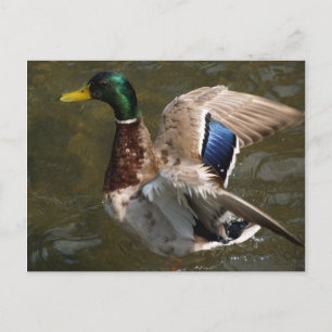 wilde eend die op het punt staat briefkaart te vli