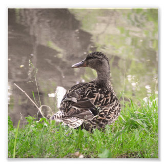 Wilde Eend Foto Afdruk