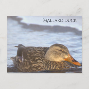 Wilde Eend Foto Ansichtkaart Briefkaart