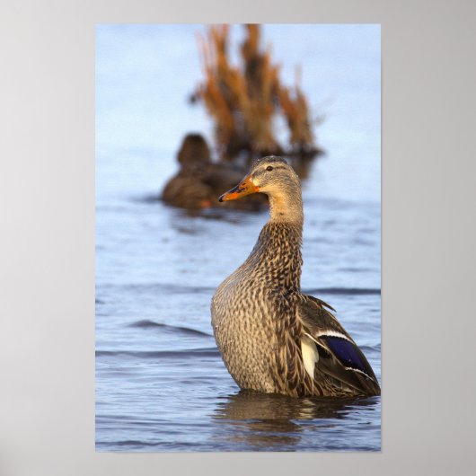 Wilde Eend Foto Poster (Voorkant)