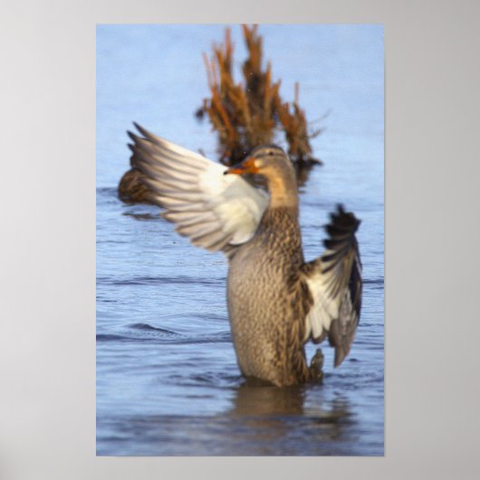 Wilde Eend Foto Poster (Voorkant)
