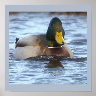Wilde Eend Foto Poster