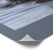 Wilde Eend Foto Poster (Hoek)