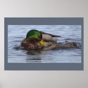 Wilde Eend Foto Poster